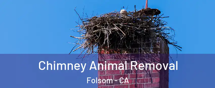  Chimney Animal Removal Folsom - CA