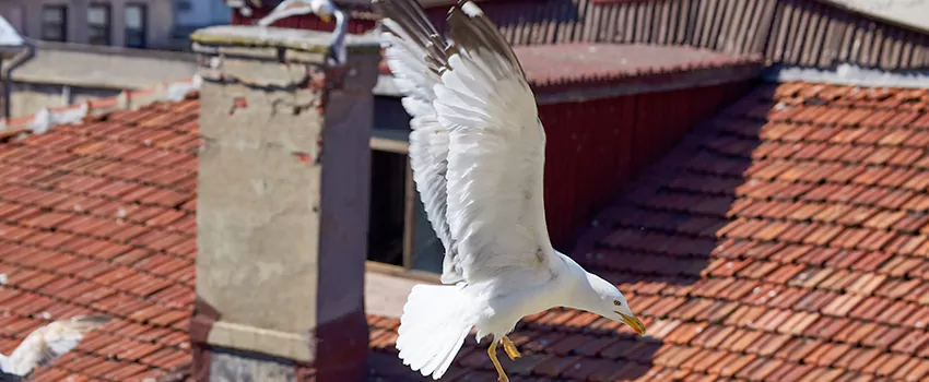 Residential Chimney Animal Removal Solution in Folsom, CA