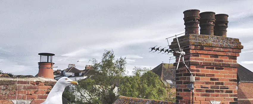 Chimney Cleaning And Restoration in Folsom, California
